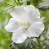 Hibiscus Syriacus Flower Tower White - Althea Blanc -Boutique D'arbustes Hibiscus syriacus Flower Tower White Gandini van Aart Althea blanc copyright 17191 1