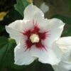 Hibiscus Syriacus Red Heart - Mauve En Arbre -Boutique D'arbustes Hibiscus syriacus Red Heart 1001182 1 1