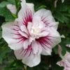 Hibiscus Syriacus Starburst Chiffon - Althéa -Boutique D'arbustes Hibiscus syriacus Starburst Chiffon Althea copyright 837381 3