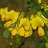 Coronilla Emerus (Hippocrepis) - Coronille Des Jardins -Boutique D'arbustes Hippocrepis Coronilla emerus 84096 1
