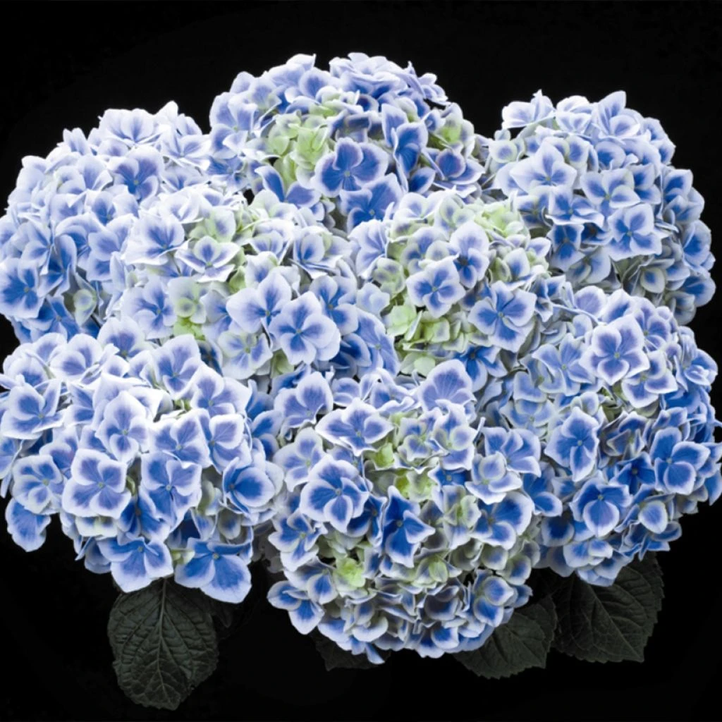 Hortensia - Hydrangea Macrophylla Beautensia Dali 3 Hortensia - Hydrangea Macrophylla Beautensia Dali