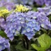Hortensia - Hydrangea Macrophylla Black Steel Purple -Boutique D'arbustes Hortensia Hydrangea macrophylla Black Steel Purple IF 17907 1