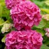 Hortensia - Hydrangea Macrophylla Pink Pop 1 Hortensia - Hydrangea Macrophylla Pink Pop -Boutique D'arbustes Hortensia Hydrangea macrophylla Pink Pop Music Collection copyright 183421 1