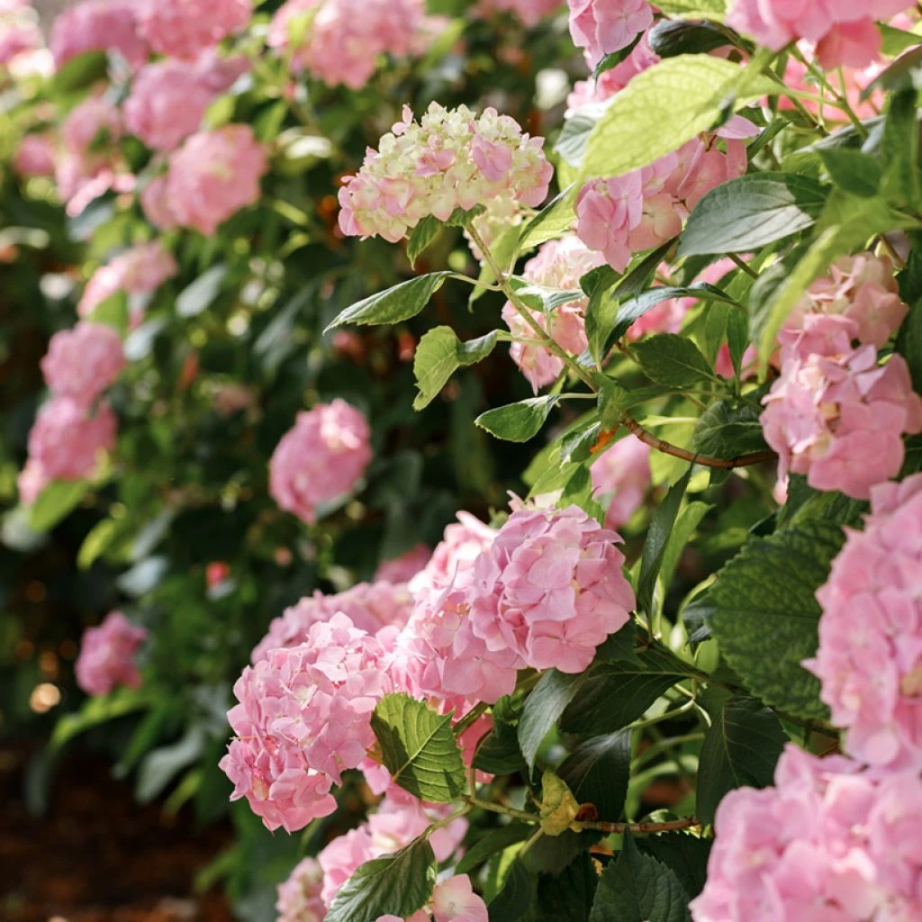 Hortensia - Hydrangea Macrophylla Soft Pink Salsa 3 Hortensia - Hydrangea Macrophylla Soft Pink Salsa