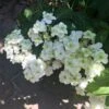Hortensia - Hydrangea Serrata White On White -Boutique D'arbustes Hortensia Hydrangea serrata White on White IF 182991 1