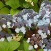 Hortensia - Hydrangea Serrata Shojo -Boutique D'arbustes Hortensia Shojo 67827 1