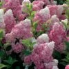 Hydrangea Paniculata Vanille Fraise - Hortensia Paniculé -Boutique D'arbustes Hortensia Vanille Fraise Pot de C10L 82017 1