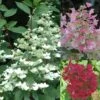 Hydrangea Paniculata Wim's Red - Hortensia Paniculé -Boutique D'arbustes Hortensia WimsRed juli 67828 1