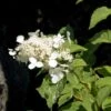 Hortensia - Hydrangea Paniculata White Moth -Boutique D'arbustes Hortensia paniculata White Moth 67816 1