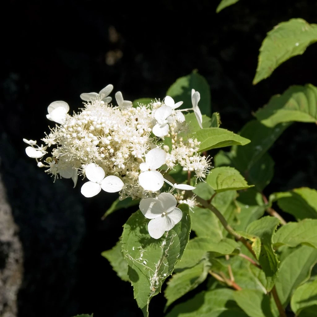 Hortensia - Hydrangea Paniculata White Moth 3 Hortensia - Hydrangea Paniculata White Moth