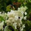 Hydrangea Paniculata Kyushu - Hortensia Paniculé -Boutique D'arbustes Hydragea paniculata Kyushu 7865 1 1