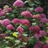 Hortensia Arborescens Bella Anna -Boutique D'arbustes Hydrangea Bella Anna 67833 2