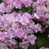 Hortensia - Hydrangea Macrophylla You And Me Forever -Boutique D'arbustes Hydrangea You Me Forever 78224 1