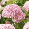 Hortensia Arborescens Candybelle® Bubblegum -Boutique D'arbustes Hydrangea arborescens Candybelle Bubblegum 89524 1
