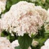 Hortensia Arborescens Candybelle Marshmallow -Boutique D'arbustes Hydrangea arborescens Candybelle Marshmallow 89525 1