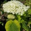 Hortensia Arborescens Golden Annabelle -Boutique D'arbustes Hydrangea arborescens Golden Annabelle 86250 1