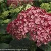Hortensia Arborescens Ruby Annabelle 2 Hortensia Arborescens Ruby Annabelle -Boutique D'arbustes Hydrangea arborescens Invincibelle Ruby 83730 1