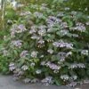 Hortensia - Hydrangea Aspera Bellevue -Boutique D'arbustes Hydrangea aspera Bellevue 82657 1
