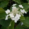 Hydrangea Paniculata Levana - Hortensia Paniculé -Boutique D'arbustes Hydrangea levana 7423 1 1