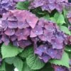 Hortensia - Hydrangea Macrophylla Deep Purple Dance (Music Collection) -Boutique D'arbustes Hydrangea macro Deep Purple 0551002 1