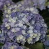 Hortensia - Hydrangea Macrophylla You And Me Tea Time Together -Boutique D'arbustes Hydrangea macro Tea Time Together 0561002 1
