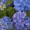 Hortensia - Hydrangea Macrophylla Benelux (bleu) -Boutique D'arbustes Hydrangea macrophylla Benelux bleu 85237 1