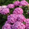 Hortensia - Hydrangea Macrophylla Benelux (rose) -Boutique D'arbustes Hydrangea macrophylla Benelux rose 85238 1