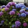 Hortensia - Hydrangea Macrophylla Blauer Zwerg -Boutique D'arbustes Hydrangea macrophylla Blauer Zwerg 88323 1