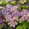 Hortensia - Hydrangea Macrophylla Double Dutch Blue -Boutique D'arbustes Hydrangea macrophylla Double Dutch Blue 83182 1