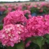 Hortensia - Hydrangea Macrophylla Endless Summer Bloomstar -Boutique D'arbustes Hydrangea macrophylla Endless Summer Bloomstar 81412 1