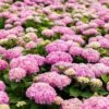 Hortensia - Hydrangea Macrophylla Endless Summer The Original (Rose) -Boutique D'arbustes Hydrangea macrophylla Endless Summer The Original rose 85448 1