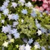 Hortensia - Hydrangea Macrophylla Fireworks Blue -Boutique D'arbustes Hydrangea macrophylla Fireworks Blue 83184 1