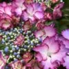 Hortensia - Hydrangea Macrophylla French Cancan -Boutique D'arbustes Hydrangea macrophylla French Cancan copyright 8257011 1