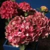 Hortensia - Hydrangea Macrophylla Magical Crimson -Boutique D'arbustes Hydrangea macrophylla Magical Crimson 81578 1