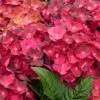 Hortensia - Hydrangea Macrophylla Magical Ruby Tuesday -Boutique D'arbustes Hydrangea macrophylla Magical Ruby Tuesday 81577 1