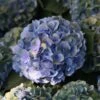 Hortensia Macrophylla Mathilde Gutges -Boutique D'arbustes Hydrangea macrophylla Mathilde Gutges 85455 1 1