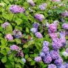 Hortensia - Hydrangea Macrophylla Nigra -Boutique D'arbustes Hydrangea macrophylla Nigra 85023 1