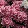 Hortensia - Hydrangea Macrophylla Red Ace -Boutique D'arbustes Hydrangea macrophylla Red Ace 83105 1