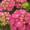 Hortensia - Hydrangea Macrophylla Rosita 2 Hortensia - Hydrangea Macrophylla Rosita -Boutique D'arbustes Hydrangea macrophylla Rosita 82568 1