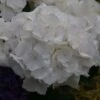 Hortensia - Hydrangea Macrophylla Schneeball -Boutique D'arbustes Hydrangea macrophylla Schneeball 82749 1