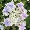 Hortensia - Hydrangea Macrophylla Stargazer -Boutique D'arbustes Hydrangea macrophylla Stargazer copyright 554002 1