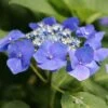 Hortensia Macrophylla Teller Blue