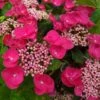 Hortensia Macrophylla Teller Red -Boutique D'arbustes Hydrangea macrophylla Teller Red copyright 1000552 1