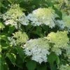 Hydrangea Paniculata Bombshell - Hortensia Paniculé -Boutique D'arbustes Hydrangea paniculata Bombshell 88330 1