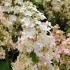 Hydrangea Paniculata Confetti - Hortensia Paniculé -Boutique D'arbustes Hydrangea paniculata Confetti copyright 17707 1
