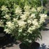 Hydrangea Paniculata Early Sensation - Hortensia Paniculé -Boutique D'arbustes Hydrangea paniculata Early Sensation 7424 2