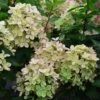 Hydrangea Paniculata Pastelgreen - Hortensia Paniculé -Boutique D'arbustes Hydrangea paniculata Pastelgreen 82575 1