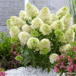 Hydrangea Paniculata Skyfall - Hortensia Paniculé