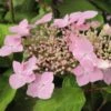 Hortensia - Hydrangea Serrata Graciosa -Boutique D'arbustes Hydrangea serrata Graciosa 781675 1