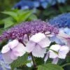 Hortensia - Hydrangea Serrata Klaveren -Boutique D'arbustes Hydrangea serrata Klaveren 67848 1